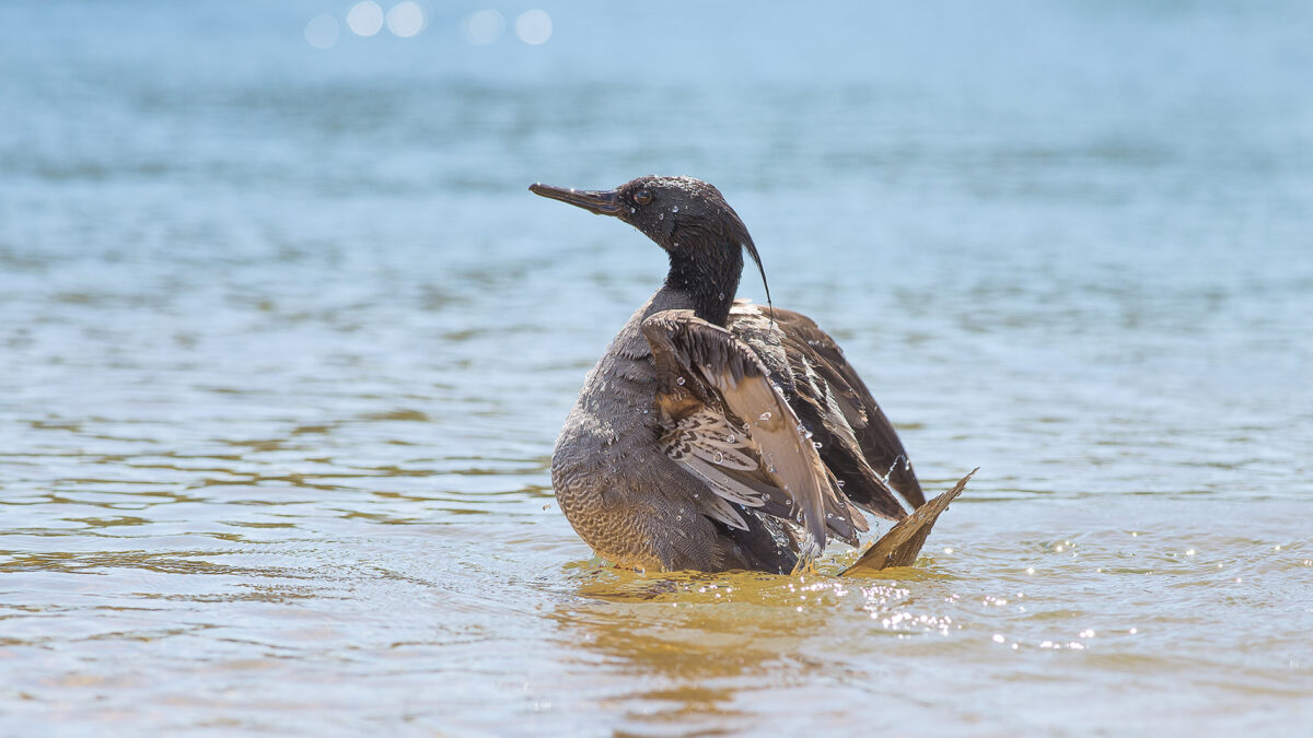 O pato-mergulhão é uma das aves mais raras do Brasil - Foto: Marcelo Barbosa/Naturatins