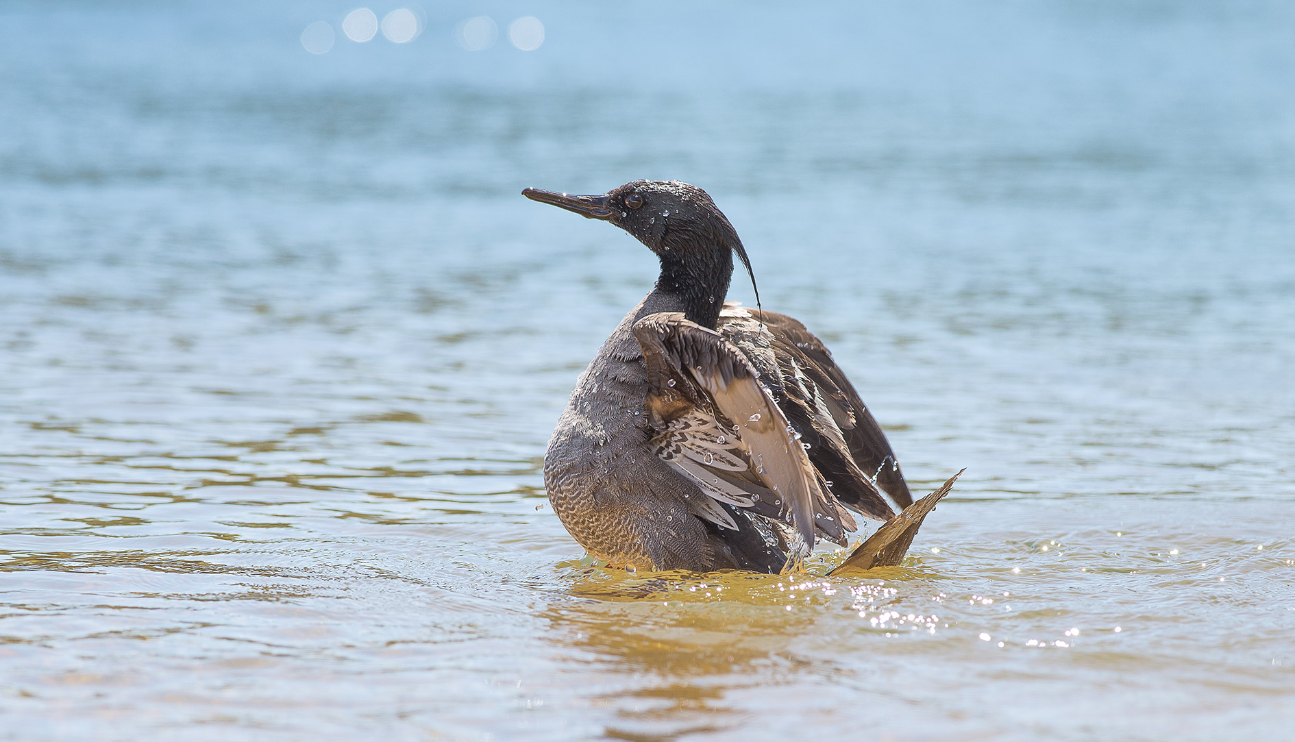 O pato-mergulhão é uma das aves mais raras do Brasil - Foto: Marcelo Barbosa/Naturatins