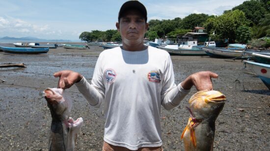 peixes do rio Madeira contaminados