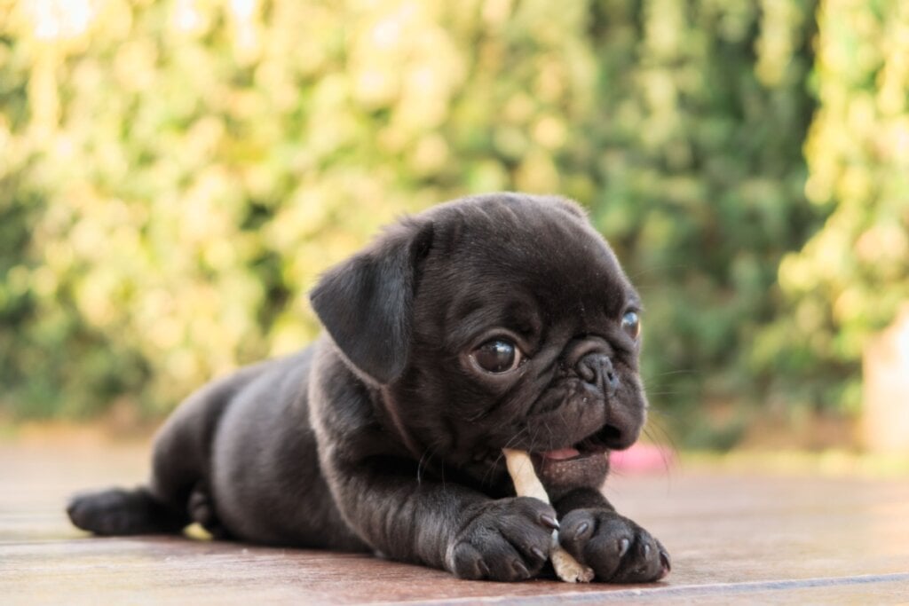 filhote de pug deitado comendo um ossinho