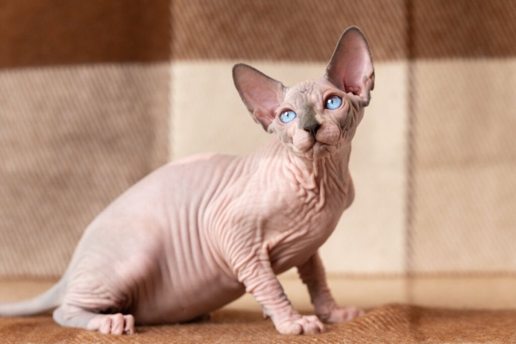 Gato da raça sphynx sentado em um tapete, essa raça de gatos não tem pelo