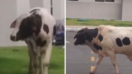 Vaca invade condomínio em Manaus - Foto: Reprodução/Instagram