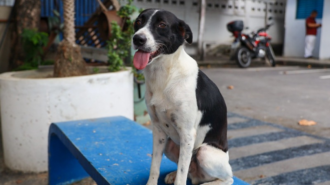 Campanha incentiva adoção de cães adultos em Manaus