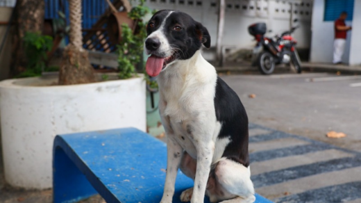 Campanha incentiva adoção de cães adultos em Manaus