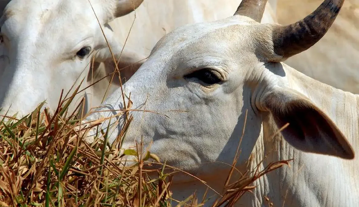 Exportação de carne brasileira está sob investigação na China