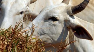 Exportação de carne brasileira está sob investigação na China