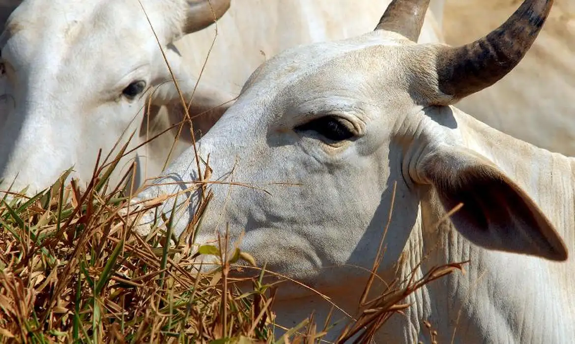 Exportação de carne brasileira está sob investigação na China