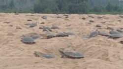 Queimadas atrasam desova e ameaçam tartarugas