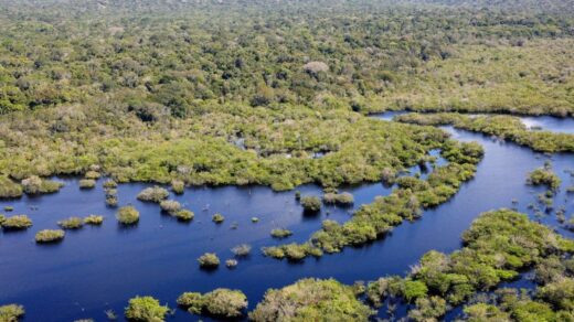 'Rato anfíbio' e outras espécies são descobertas na Amazônia peruana