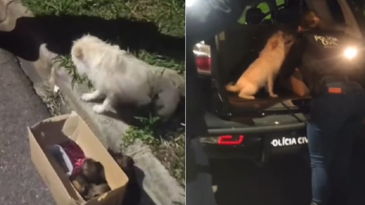 VÍDEO: cachorra pede ajuda para salvar filhotes e vira mascote da polícia no Paraná. Foto: @governoparana