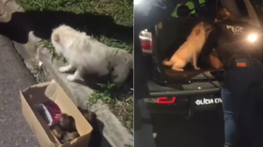 VÍDEO: cachorra pede ajuda para salvar filhotes e vira mascote da polícia no Paraná. Foto: @governoparana