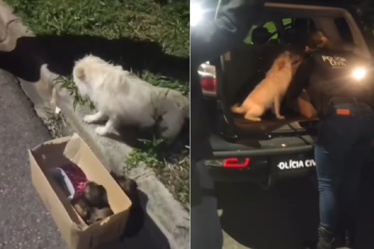 VÍDEO: cachorra pede ajuda para salvar filhotes e vira mascote da polícia no Paraná. Foto: @governoparana