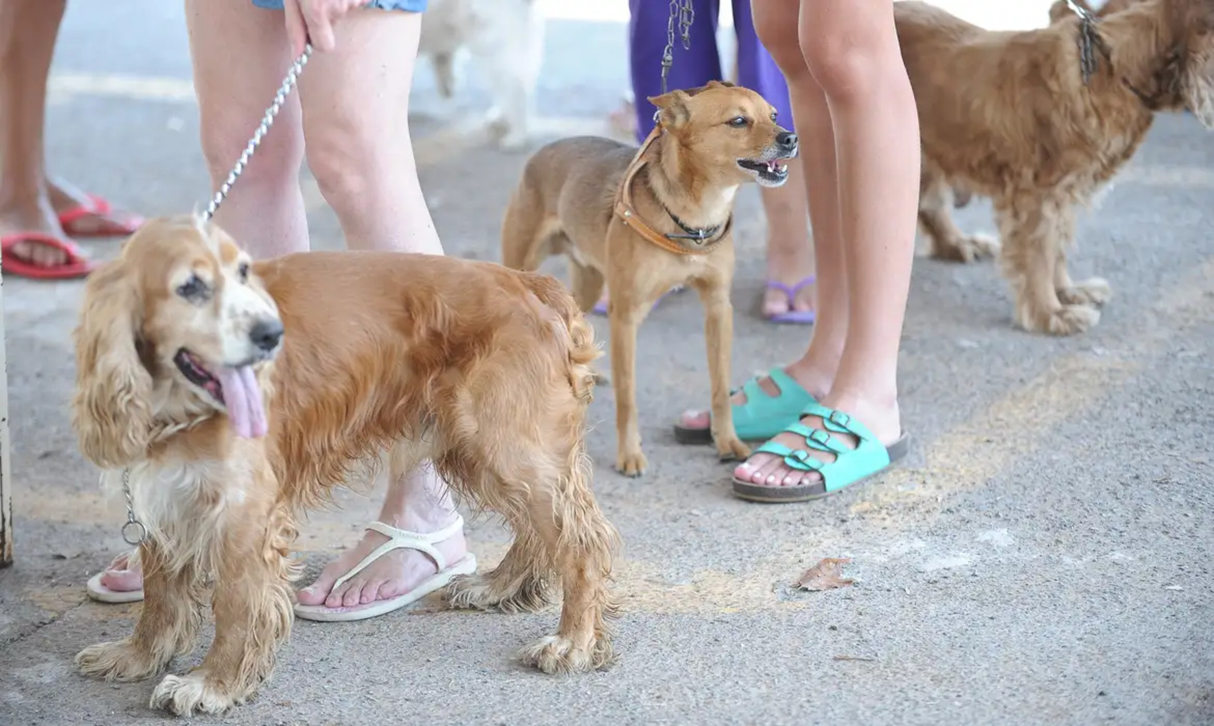 Lula sanciona lei que cria cadastro nacional de animais domésticos