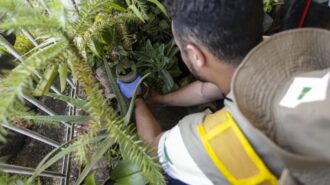 Em 2024, foram contabilizados mais de 6,7 milhões de casos de dengue - Foto: Marcelo Camargo/Agência Brasil