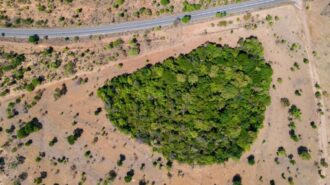 No ano passado, o Tocantins saiu de 5º estado que mais desmata áreas de vegetação nativa, para 3º colocação, segundo dados do Relatório Anual de Desmatamento (RAD) do MapBiomas - Foto: Moisés Muálem