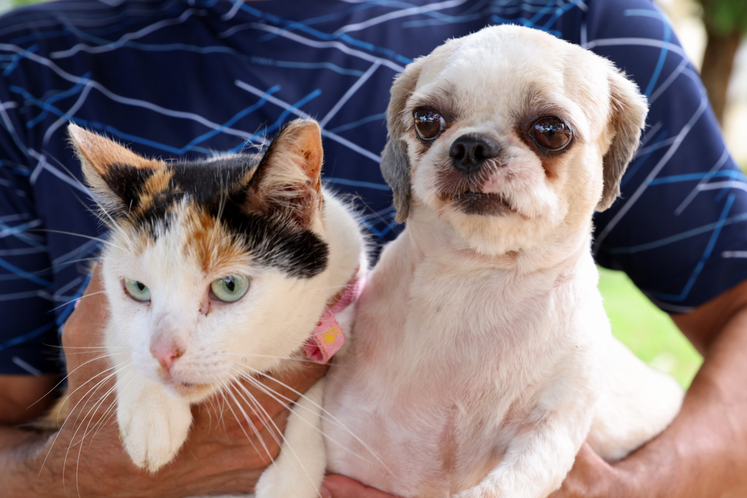 A vacinação de cães e gatos é uma das principais maneiras de evitar que o vírus se espalhe para outros animais e humanos - Foto: Lia Mara/Secom Palmas