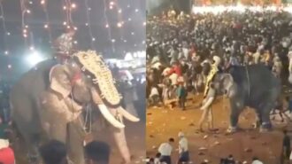 Elefante enfurecido fere pessoas gravemente durante festival