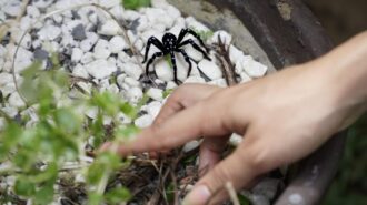 Saiba como evitar a presença e os acidentes envolvendo animais peçonhentos em Rondônia - Foto: Reprodução GOV-RO