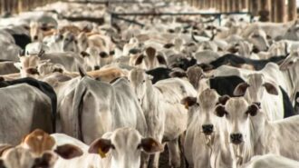 Rondônia registra aumento de quase 20% nas exportações de carne bovina em 2024 - Foto: Reprodução