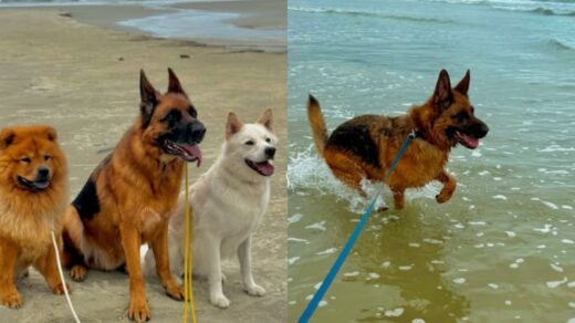 VÍDEO: cachorros descobrem a praia e encantam a internet. Foto: @dogsdadhy