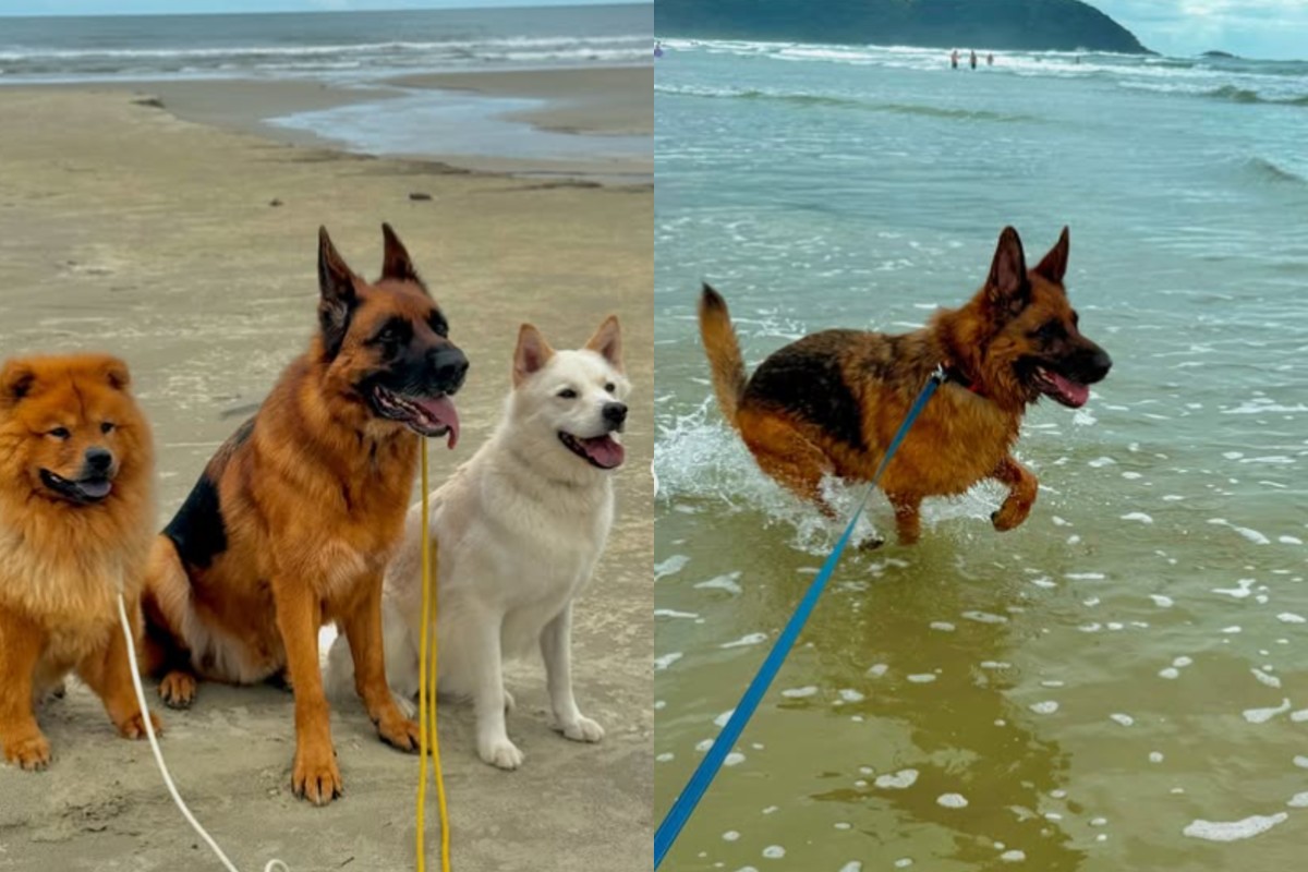 VÍDEO: cachorros descobrem a praia e encantam a internet. Foto: @dogsdadhy